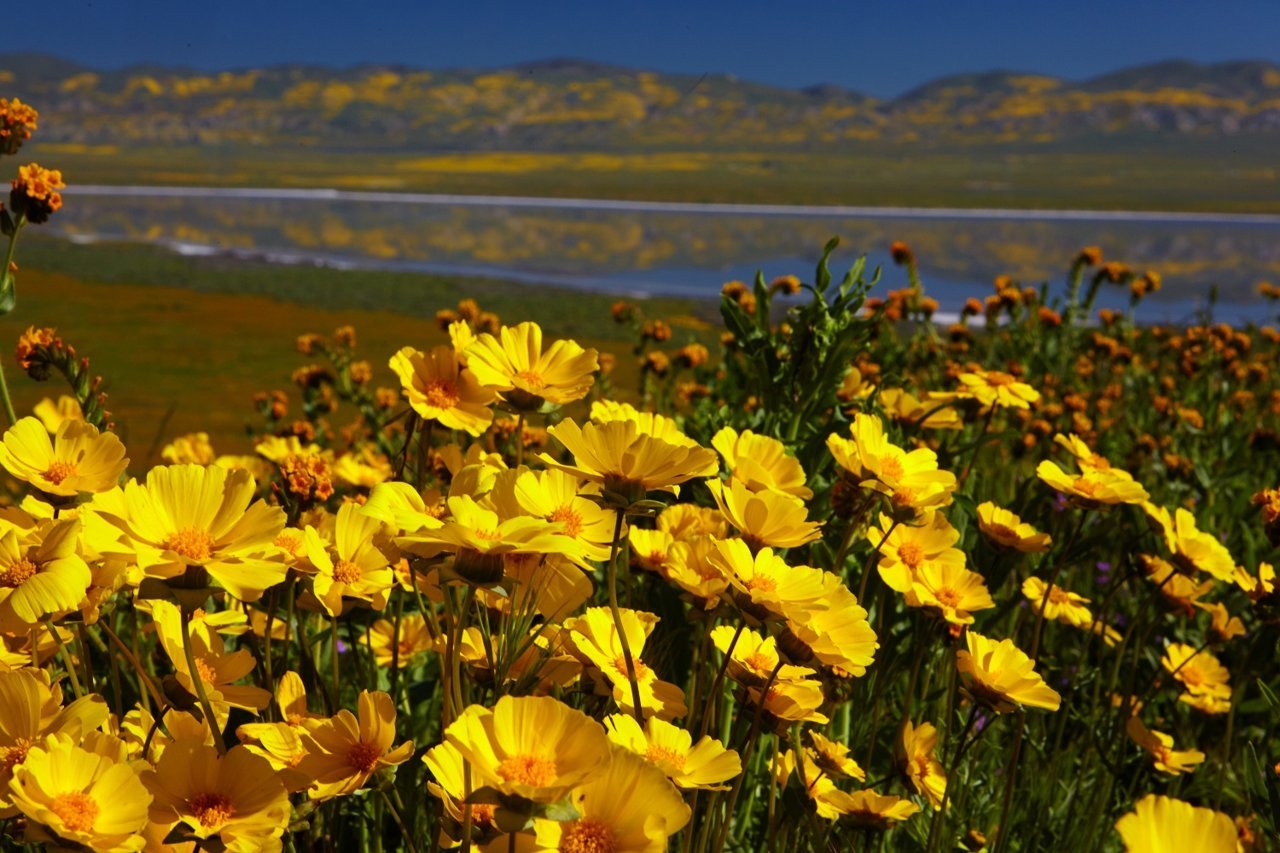 Super Bloom__small.jpg