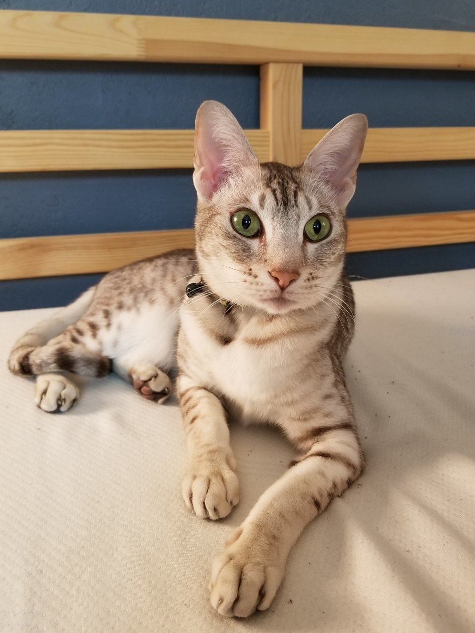 supermodelcat.jpg