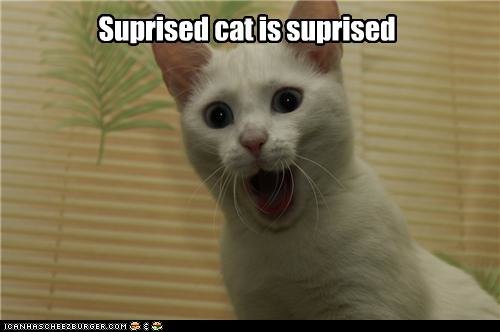 suprised_cat_is_suprised_by_bon243-d36w4yq.jpg