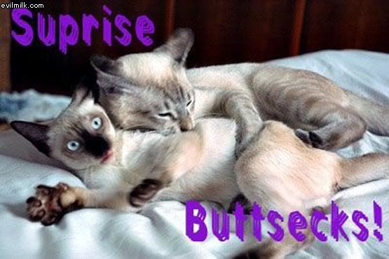 Surprise_Buttsecks_Kittah_9d3b718295d80990a0388e5fc3c6c0e3eb7e47d4.jpg