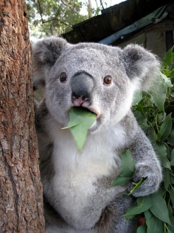 surprised-koala-meme-template-full-e084d34f.jpg