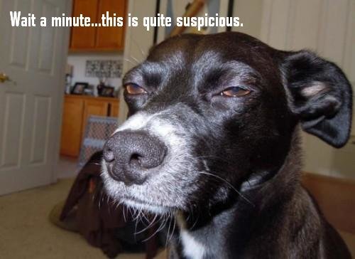 suspicious-dog-500x364.jpg