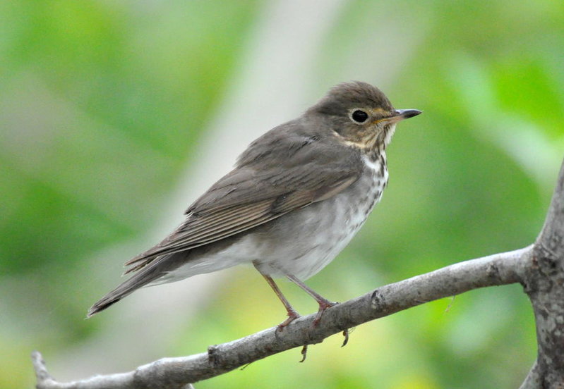 Swainson's Thrush.jpg