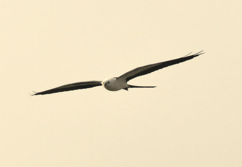 Swallow-tail Kite 3.jpg