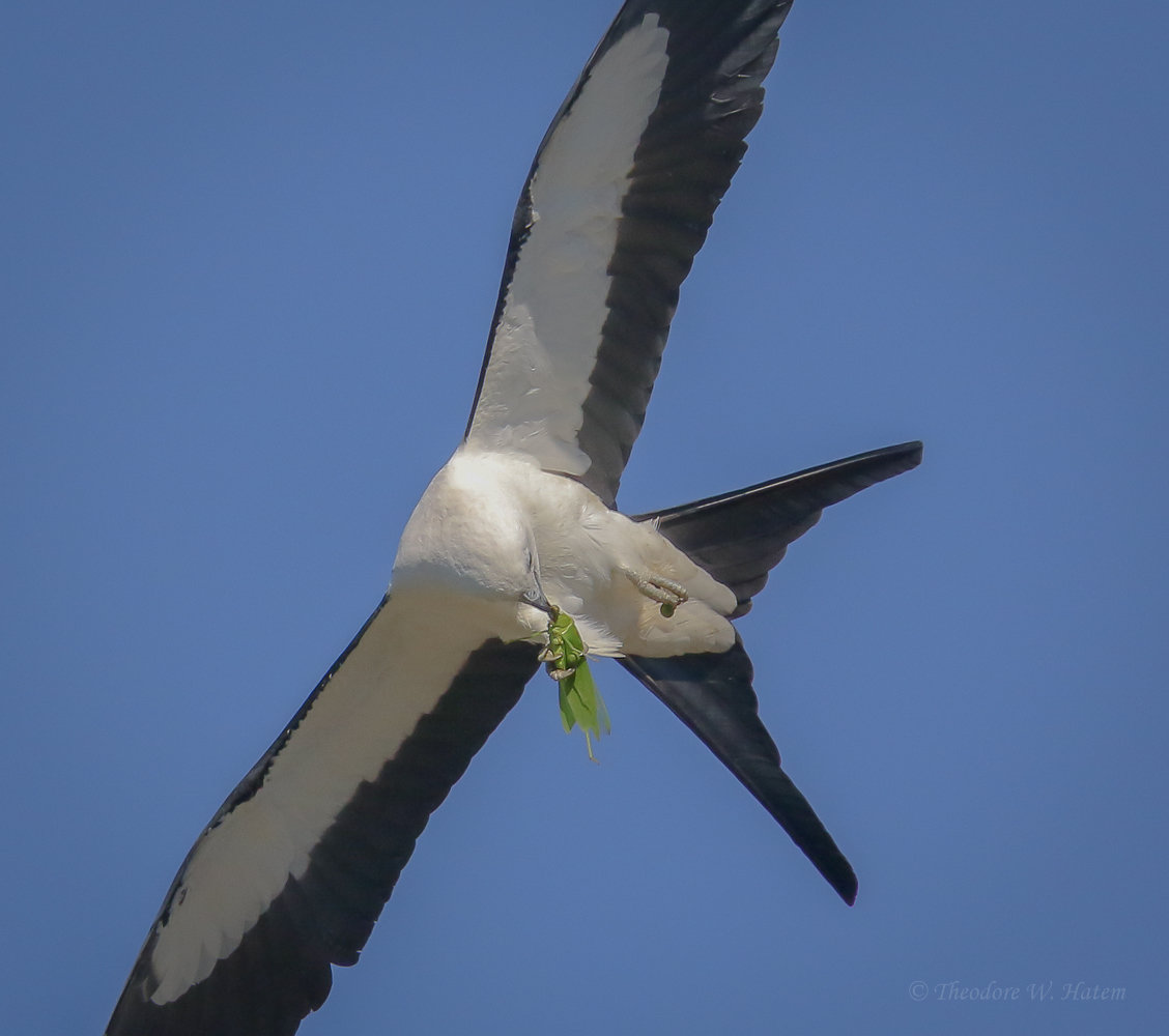 Swallow-tailed Kite Lunch on the Fly.1.3.jpg