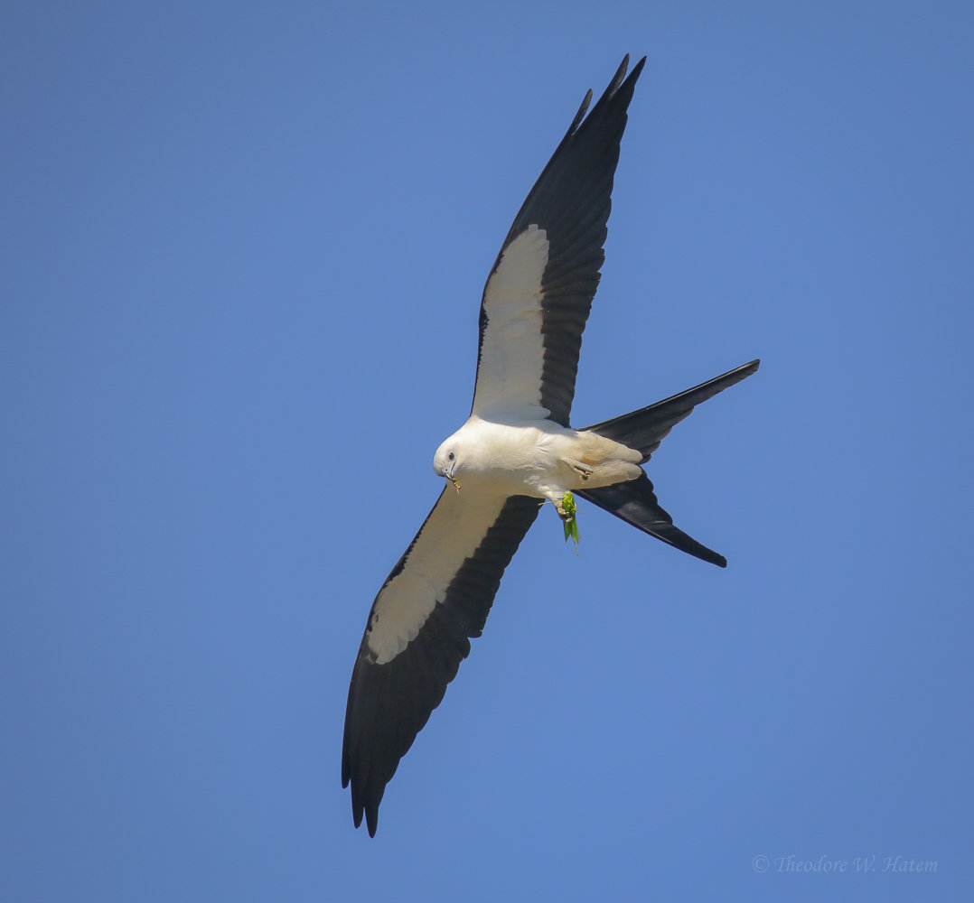 Swallow-tailed Kite Lunch on the Fly.1.jpg