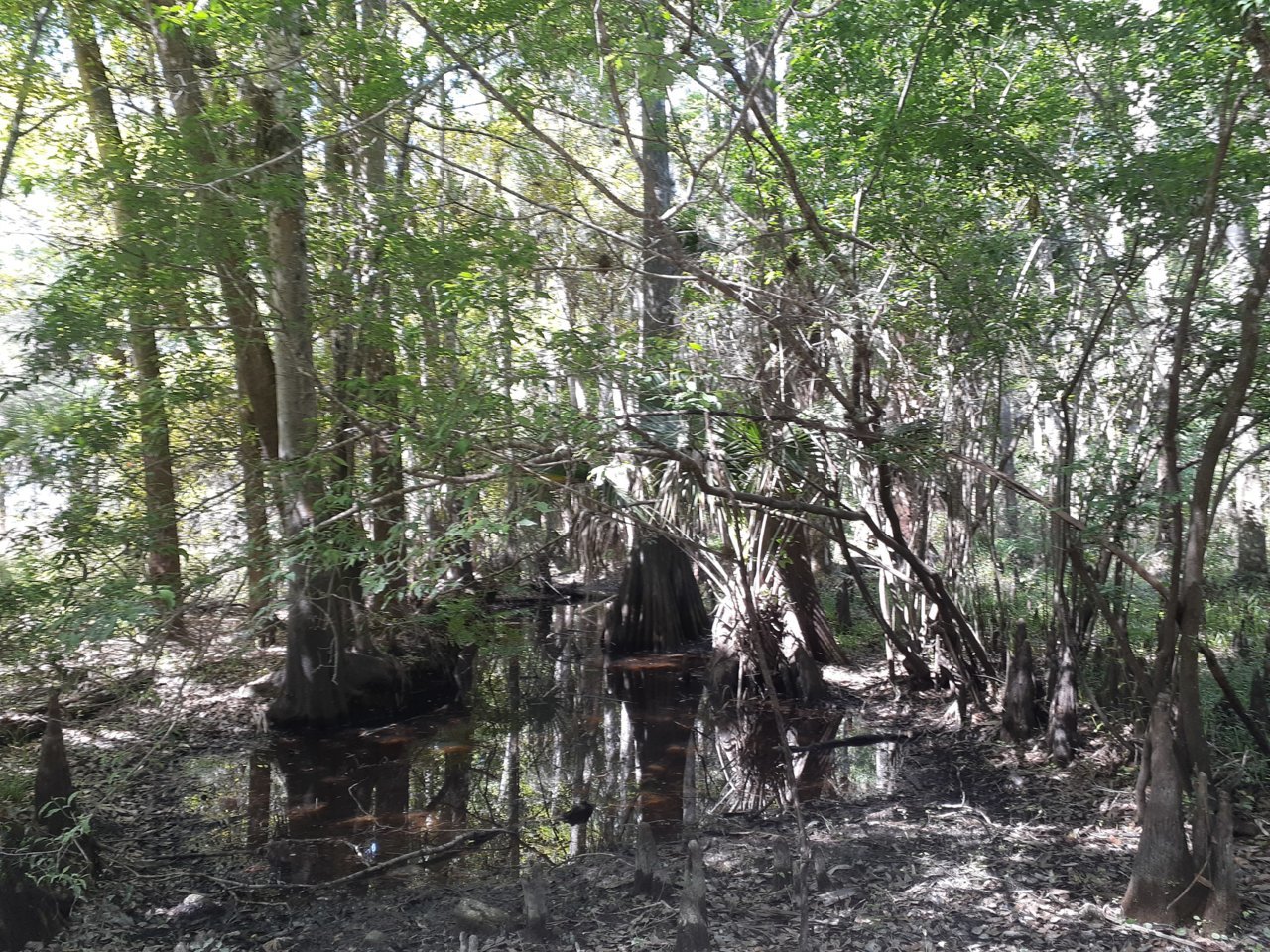 swamp passage.jpg