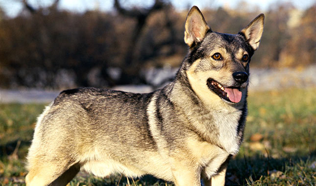 Swedish-Vallhund-1-645km081611.jpg