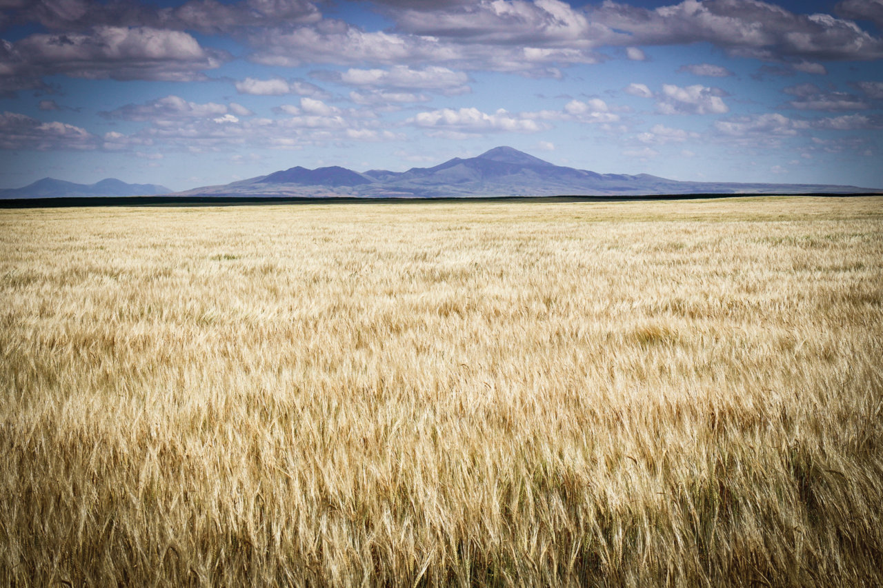 SWEET GRASS.jpg