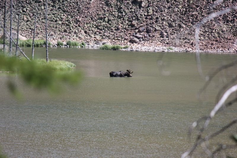 swimming moose.jpg