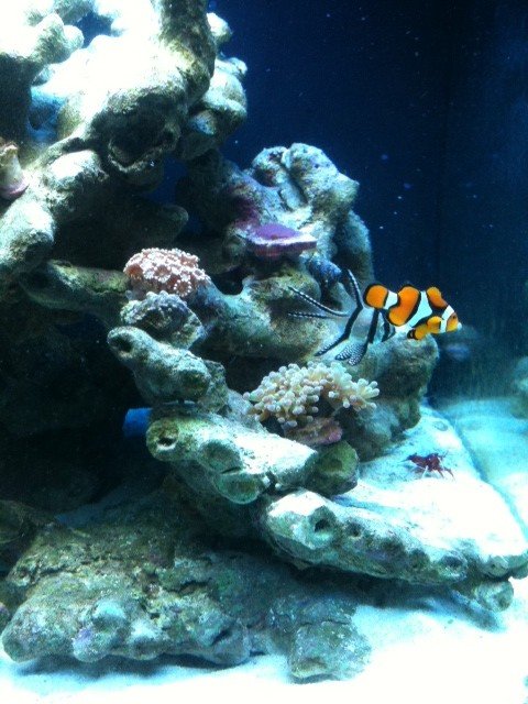 swtank10_zps78fa500d_95f518fed9d58c9e1d91c3a3bccf8021ad014ab1.jpg