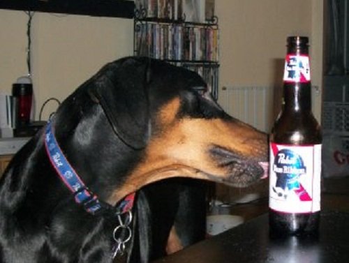 syre beer.jpg