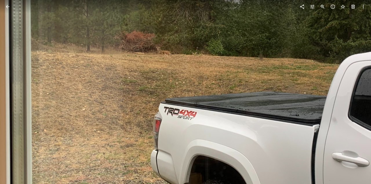 Taco and Deer.jpg