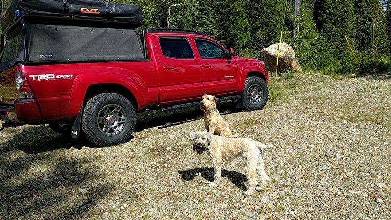 taco and dogs.jpg