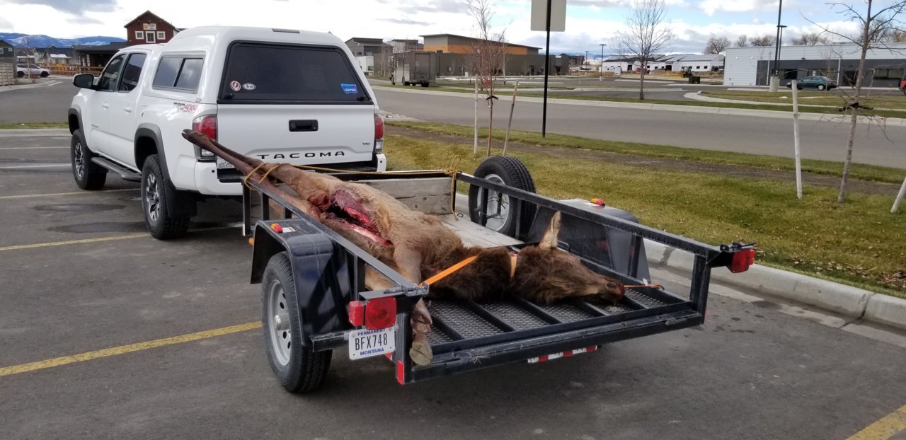 Taco and elk.jpg
