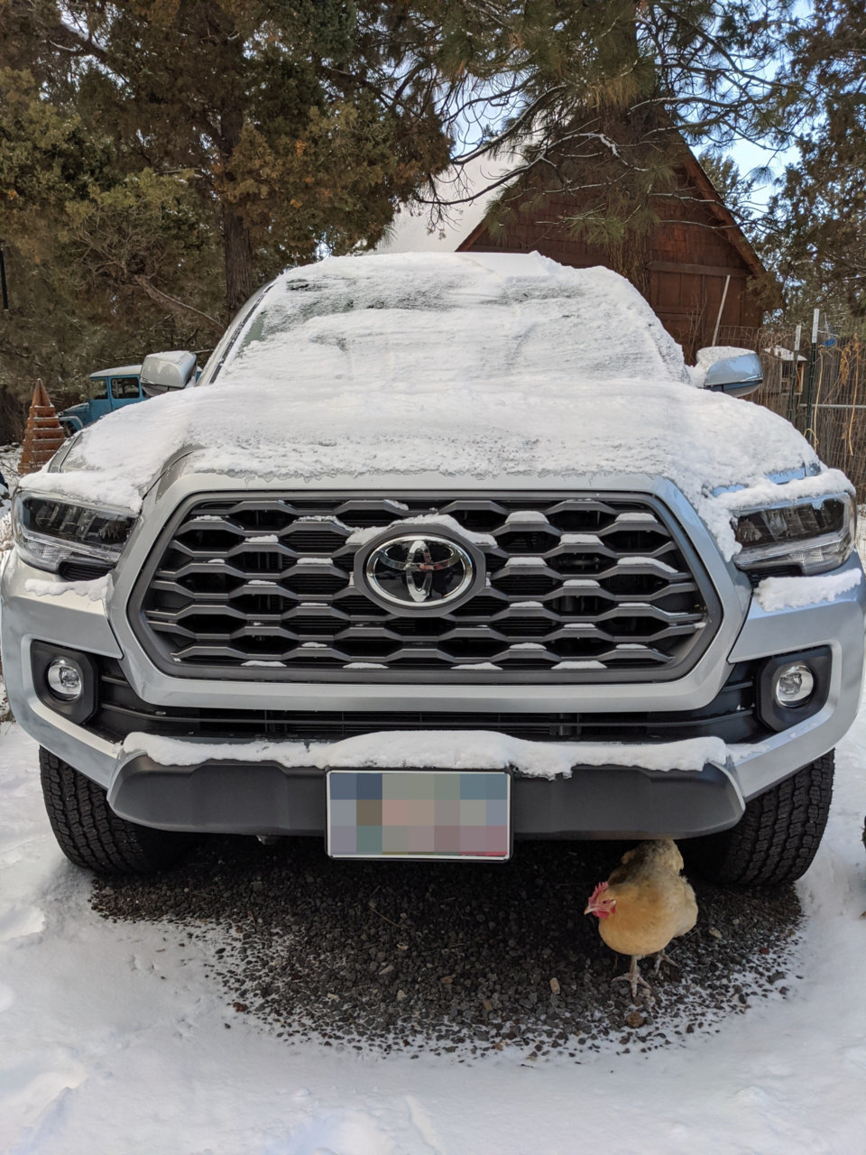 Taco-chick.jpg