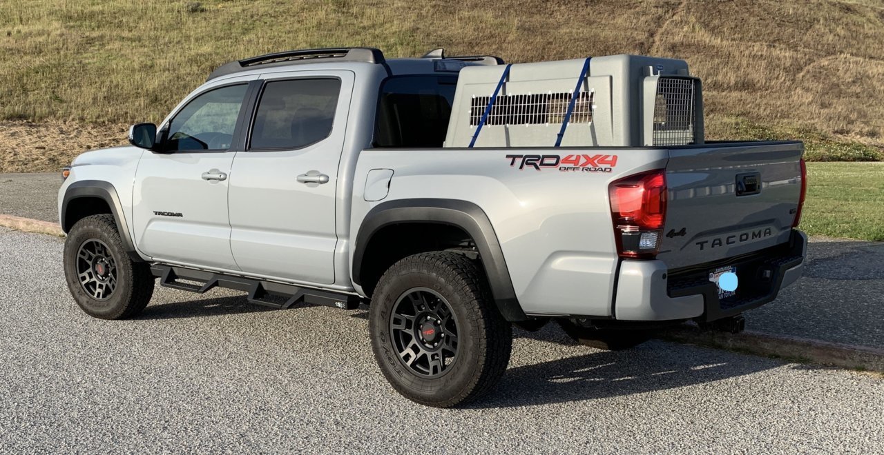 Taco Dog.jpg