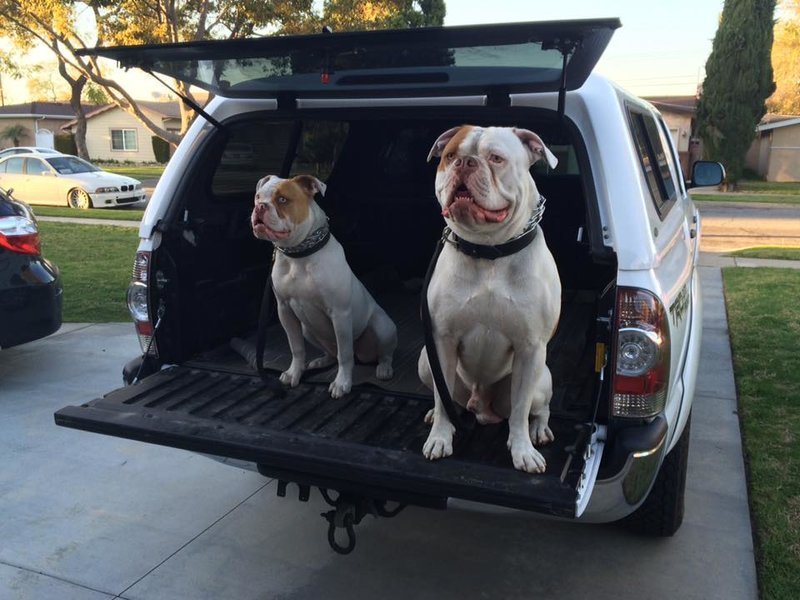 Taco Dogs.jpg