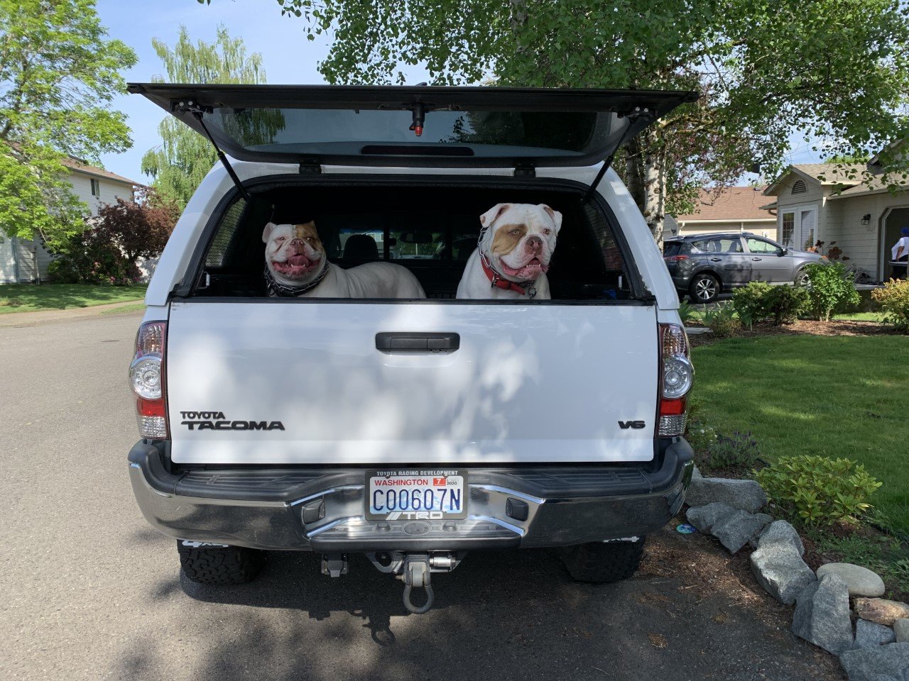 Taco dogs.jpg