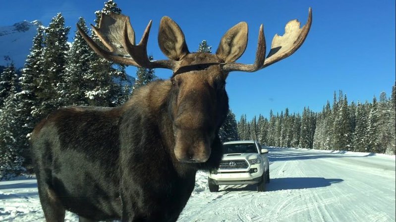 TACO N MOOSE.jpg