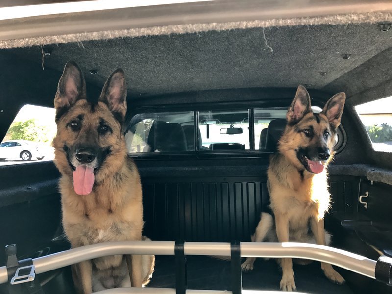 taco pups.jpg