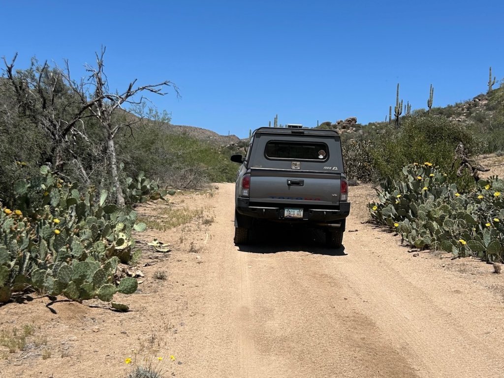 Taco w Flowering Prickly Pear.jpg