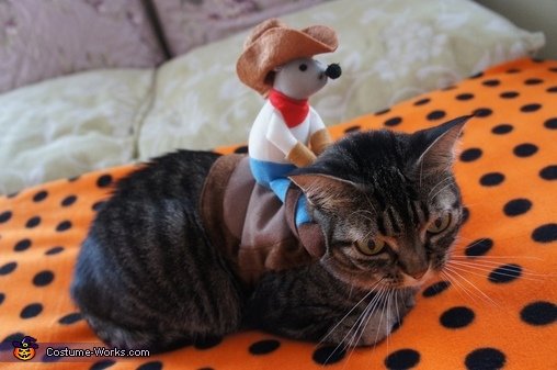 taco_dog_n_rodeo_cat5.jpg