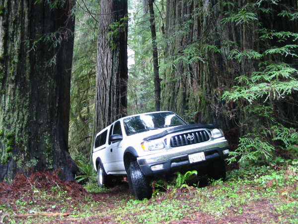 TacoInRedwoods.jpg