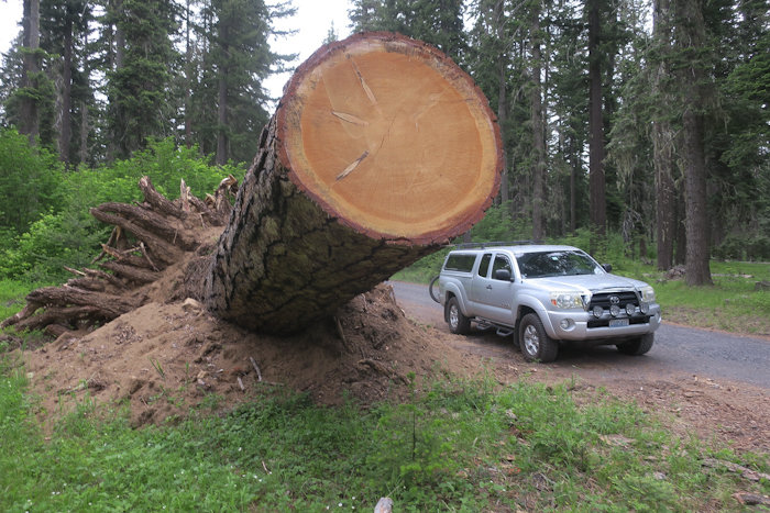 Tacoma-DownTree.jpg