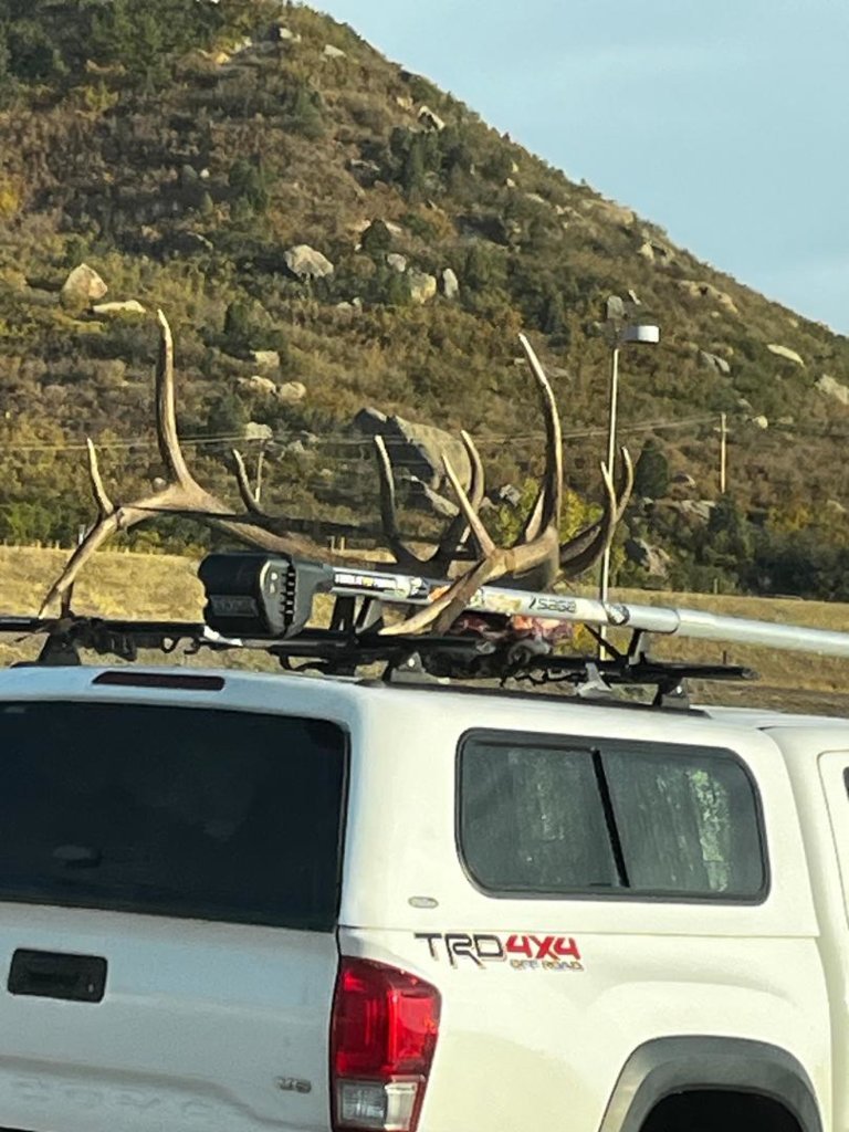Tacoma elk.jpg