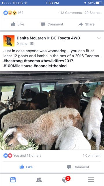 tacoma goats.jpg
