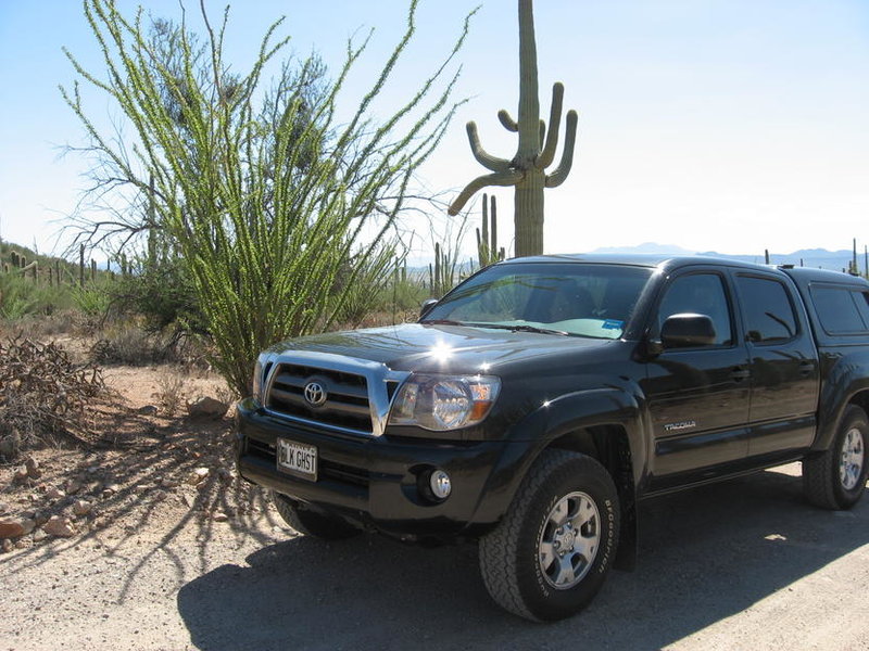 Tacoma in Saguaro National Park.jpg