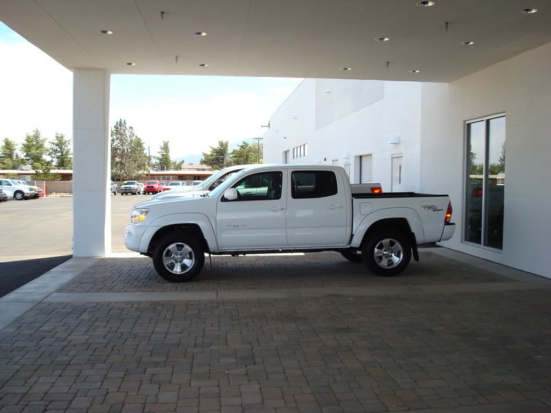 tacoma white bull.jpg