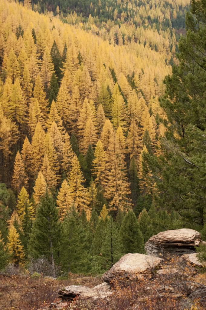 tamaracks2_58f0c2e641e3b2ceaf85281c54ee91bd55096a6d.jpg