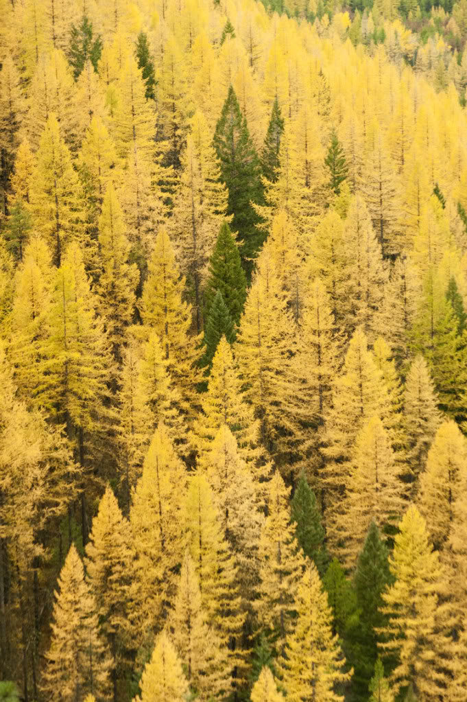 tamaracks_d6f13ac18611e5e58ffd9a13b4040db8059e94d8.jpg