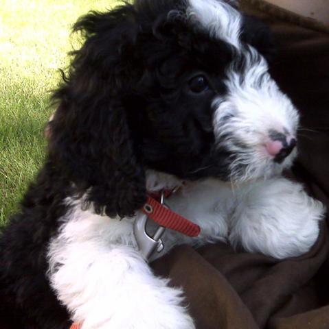 Tango_10Week.jpg