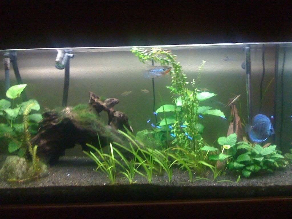 tank1_zpsb319a7c5_d6394fef0e6f5f94be02f2eb94a6541c975e3e45.jpg