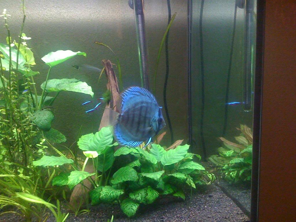 tank2_zps316f46e0_ae6de4736285742ccfcc774ce333e77ae4d0a847.jpg