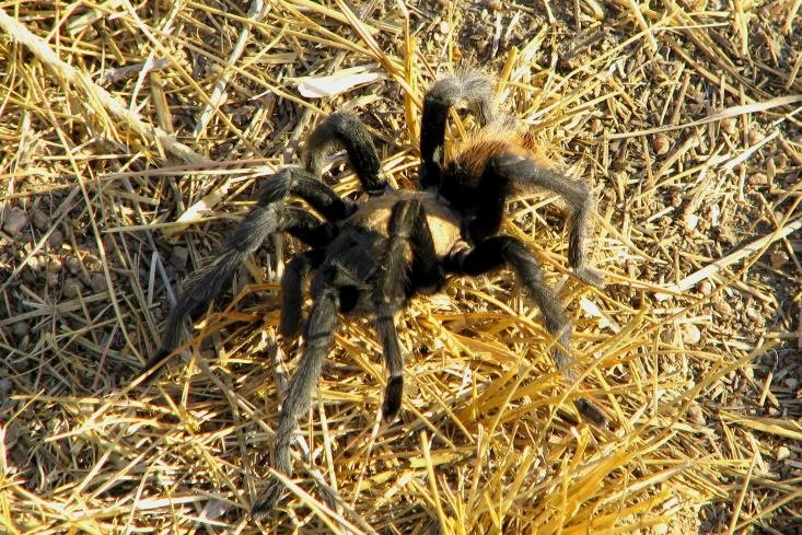tarantula 1.jpg