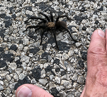 tarantula.jpg