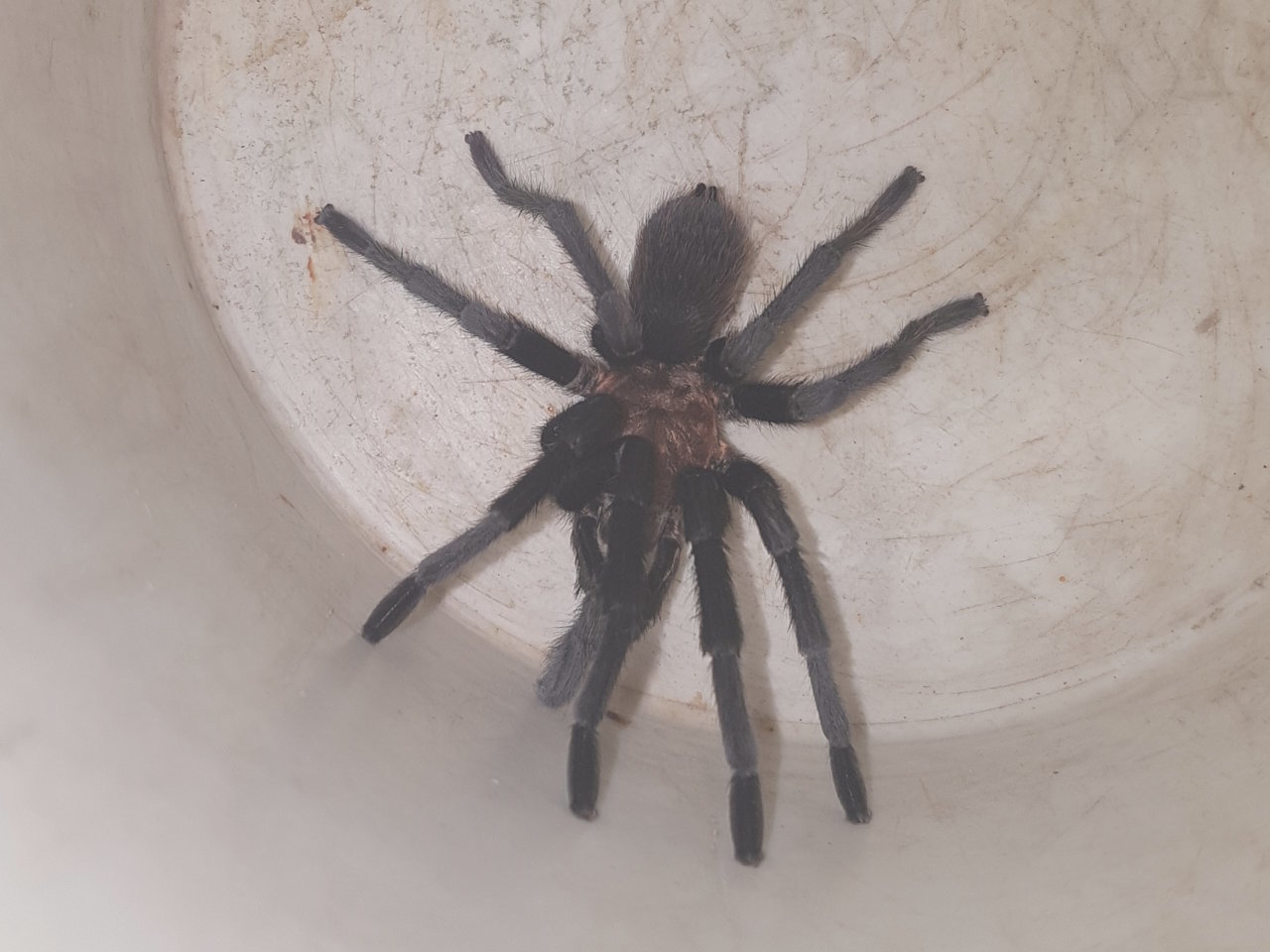 tarantula2.jpg