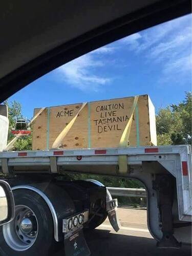 tasmanian.jpg