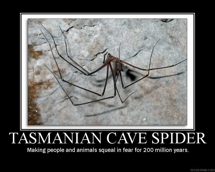 TasmanianCaveSpider_533680b24429ef779a03f6efb8672cae092ce128.jpg