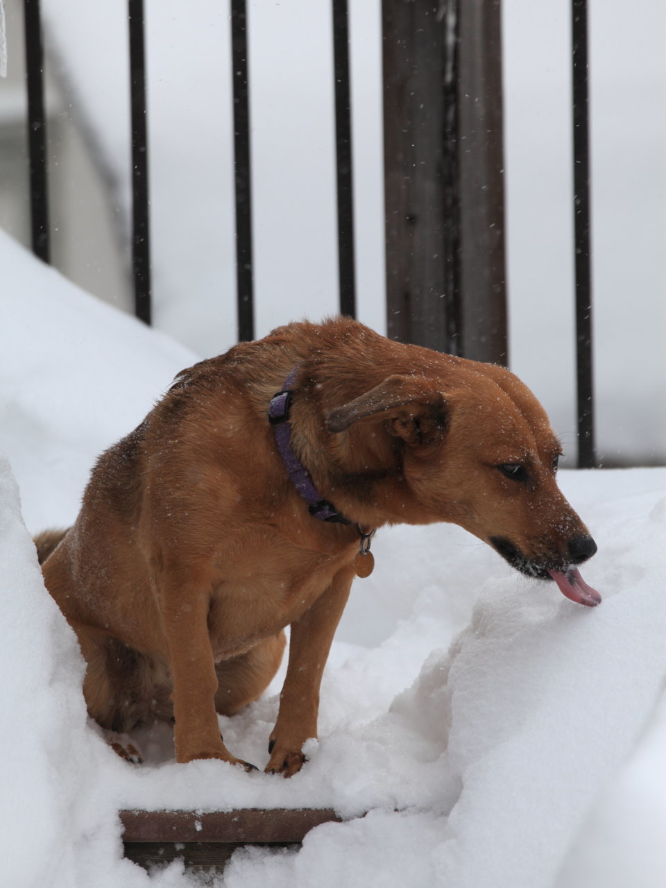 Tasty snow.jpg