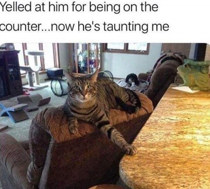 taunting-cat.jpg