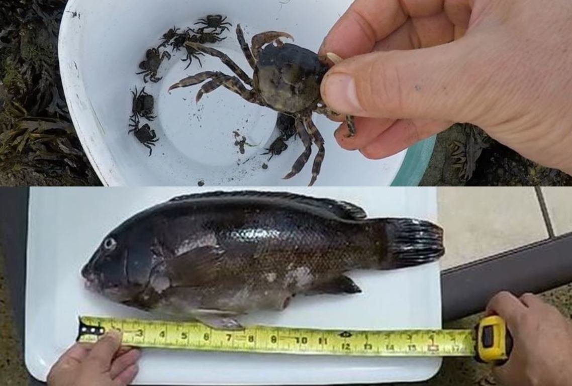 Fishing for Tautog (blackfish) with crabs under a bridge