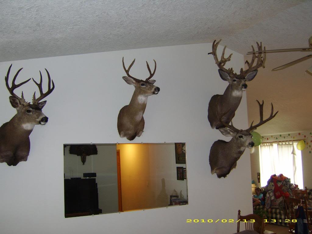 taxidermy10011_90ad77e53b6bb0e3110e15f764a90909c9c7f395.jpg