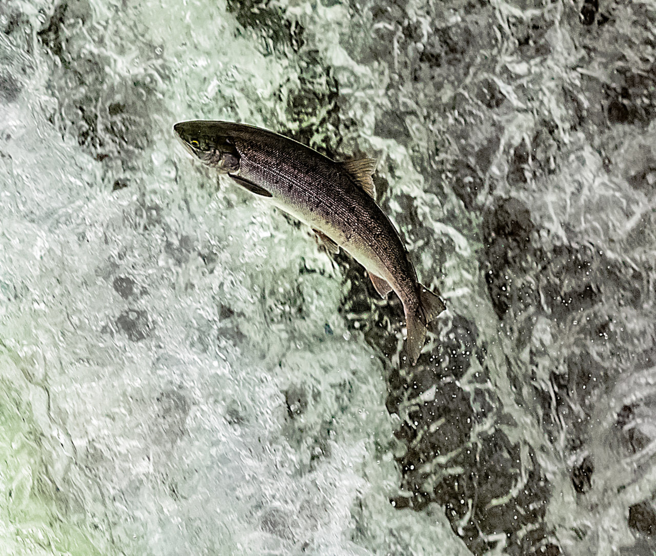 TC7-2018-0787.jpg