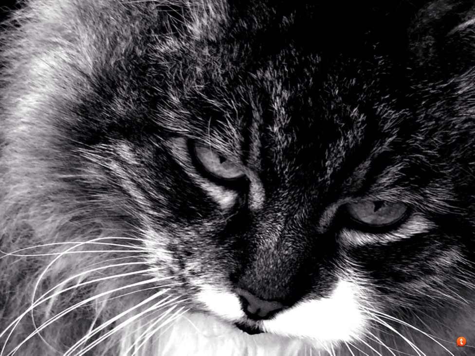 tehuzu4a_bd9df302d5e760c25960474033ac9f973853bd95.jpg