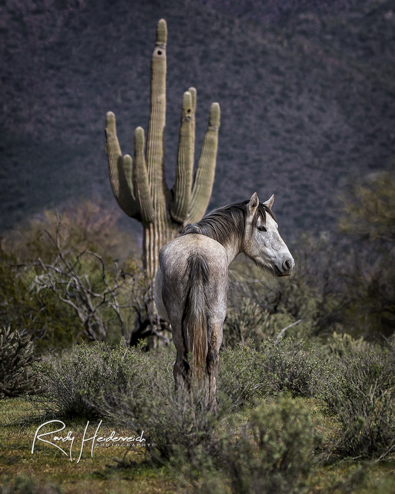TEMP_AZ_SRWH_Salt River Stallion.jpg